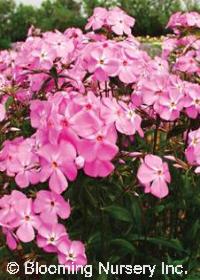 Phlox glaberimma 'Morris Berd'                    